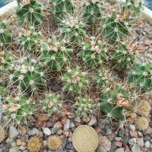 Echinocereus triglochidiatus RP 114 (18) - Laguna, NM - long sp. form. - (to - 23*C) - MG -