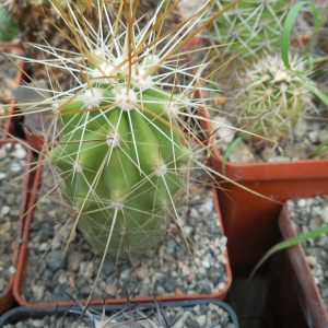 Echinocereus enneacanthus SB 700 - Cuchillo, Coah. - massive spines - MG -