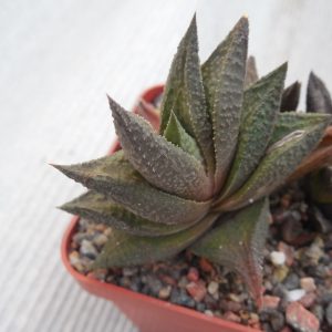 Нaworthia limifolia   f. "jack brown".
