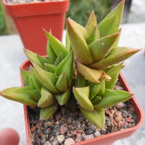 Haworthia tortuosa - v. curta