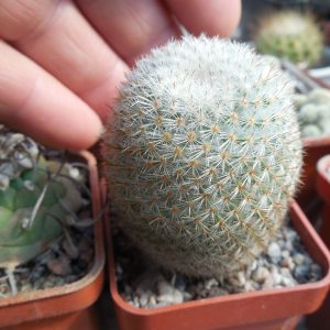 Mammillaria dixantocentron FO-230 - MG -