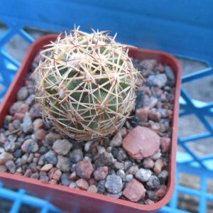 Coryphantha radians