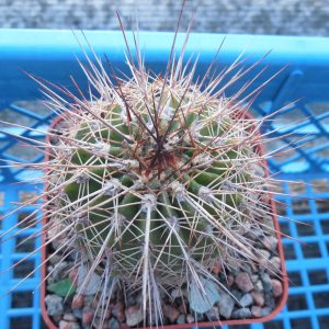 Acanthocalycium peitscherianum - ssp.klimpelianum