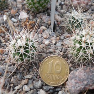 Echinocereus fendleri SB 51 - Sierra Co. NM. - MG -