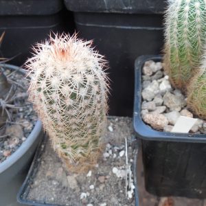 Echinocereus reichenbachii - v.baileyi - Apache,Caddo Co. - (to - 23*C) MG -
