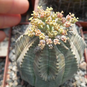 Euphorbia obesa