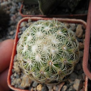 Coryphantha palmeri GL 66 - ne Aramberri, NL.   - MG -