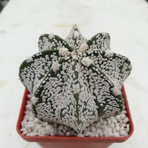 Astrophytum asterias cv. «super kabuto» x niveum