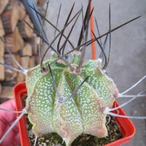 astrophytum crassispinum hybrid