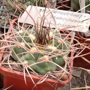 Gymn. guanchinense v. longispinum LF19b-seeds-семена-