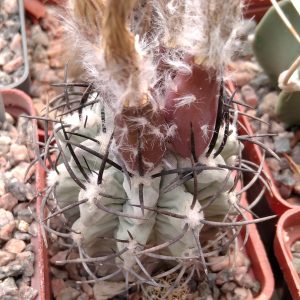 Neochilenia paucicostata -blue form-seeds-семена-