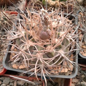 Gymn. mazanense P30B-seeds-семена-