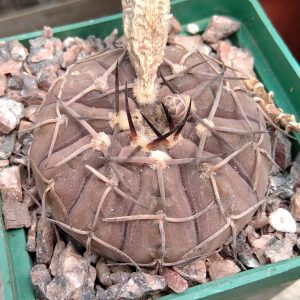 Gymn. riojense v. mirandaense P222-seeds-семена-