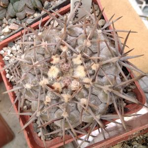 Gymn. asterium -super spined form x Gymn. riojense-Japan clone-super spines-seeds-семена-