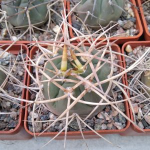 Gymnocalycium cardenasianum v. longispinum -s