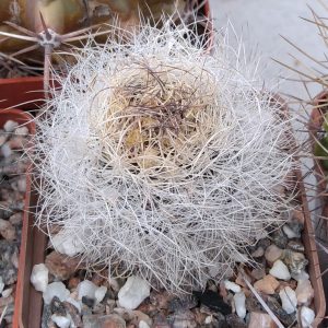 Neoporteria senilis -super spines- s