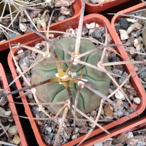 Gymn. spegazzinii v. horyzontalonium -s