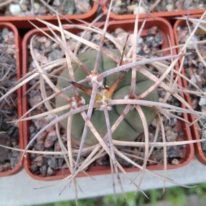 Gymnocalycium cardenasianum v. longispinum -s