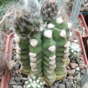 Echinopsis subdenudata -seeds-семена-