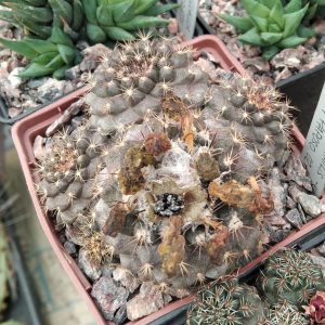 Copiapoa humilis FR464 -seeds-семена-