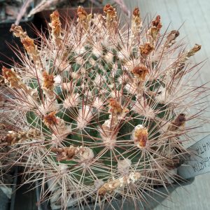 Weingartia lanata -Plapp- seeds-семена-