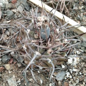 Gymnocalycium knollii WO066 -seeds-семена-