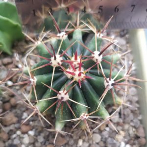 Ferocactus horridus