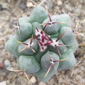 Thelocactus hexaedrophorus