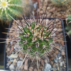 Echinopsis hybrid