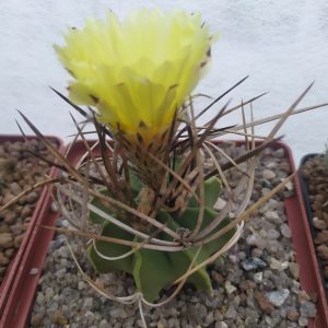 Astrophytum niveum v.nudum