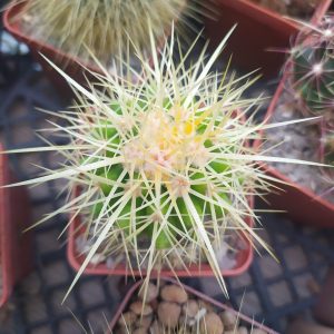Echinocactus grussonii