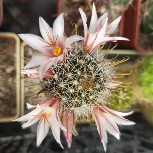 Mammillaria tetrancistra (зразок)