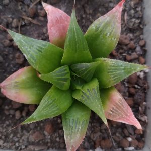 Haworthia hybrid