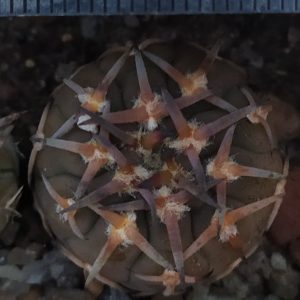 Gymnocalycium riojense v. paucispinum - 7 років(селекція)