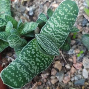 Gasteria carinata