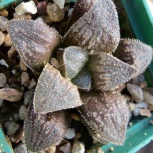 Haworthia cv. 'Hosoyuki' x haworthia chocolate