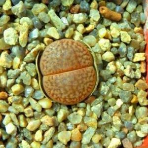1616.7 lithops hookeri sub fenestratum brunneovilacea C 15