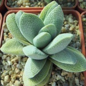 crassula tecta не гибрид