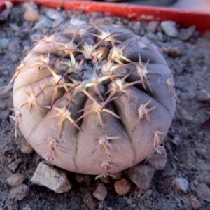 gymnocalicium platigonum Kohres