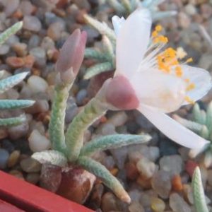 avonia alstonii white flower