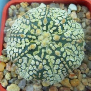 astrophytum super kabuto gold