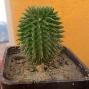 euphorbia suzanne