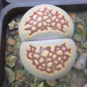 1597 lithops halii C 22