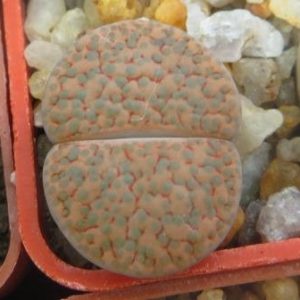 lithops fulviceps lactina