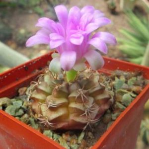 gymnocalycium damsii rotundulum