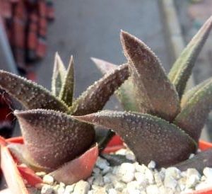 haworthia nigra