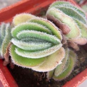 crassula tomentosa