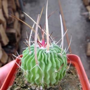 echinofossulocactus lloydii aff