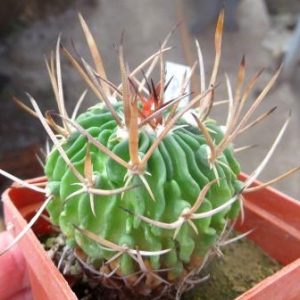 echinofossulocactus crispatus