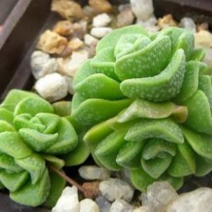 crassula dorothy